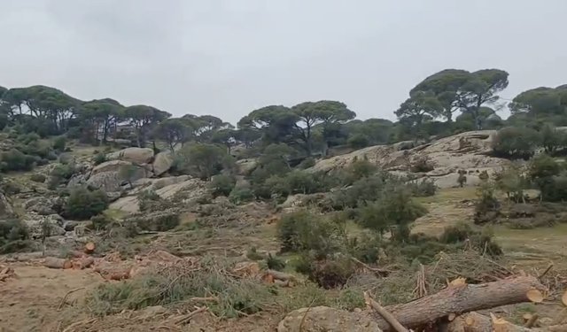 Maden şirketinden 'yanlışlıkla' doğa katliamı: Çine'de yüzlerce ağaç kesildi