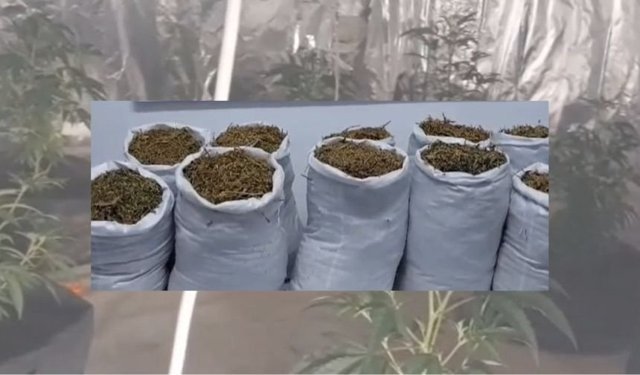 Kuşadası’nda 22 kilo kubar esrar operasyonu!
