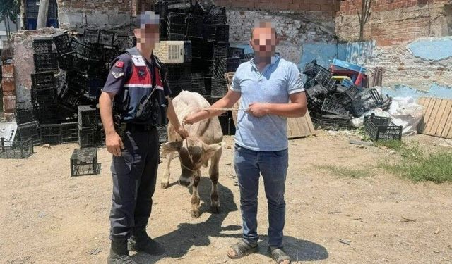 İncirliova’da çalınan büyükbaş hayvan sahibine ulaştırıldı