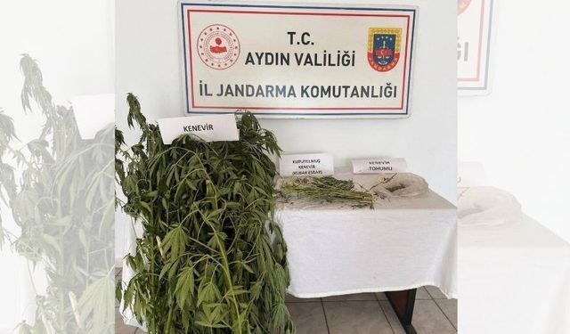Efeler'de kenevir operasyonu!