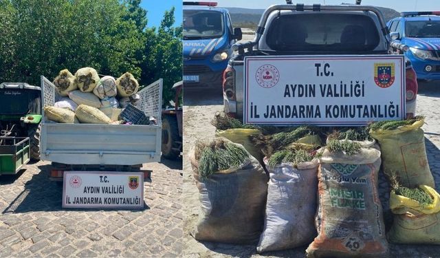 Didim’de koruma altındaki alanda kaçak hasat!