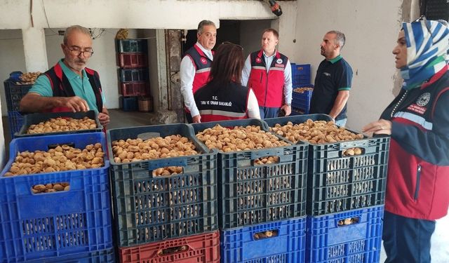 Aydın incirinin marka değeri ve kalitesi için sıkı denetim!