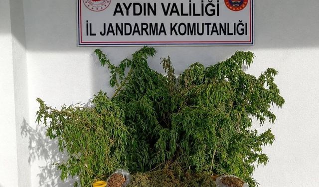 İncirliova’da evden 3 kilo esrar ve 47 kök kenevir çıktı