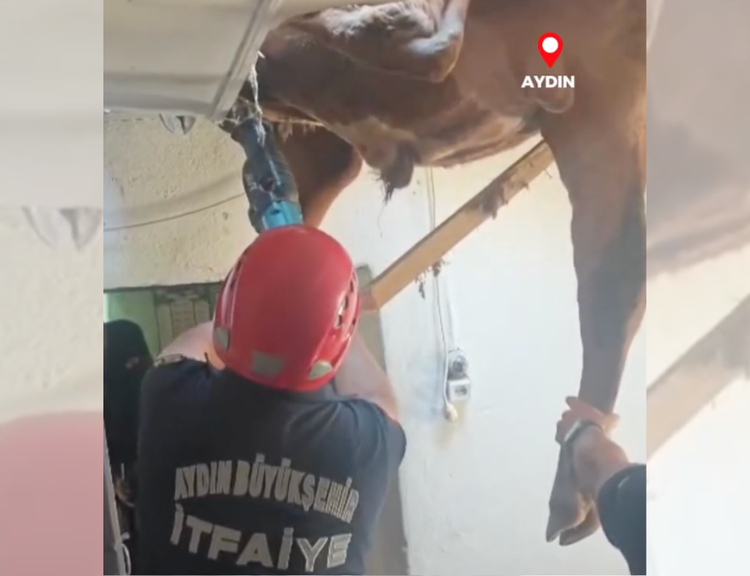 Aydın'da bir dana evin tavanına sıkıştı