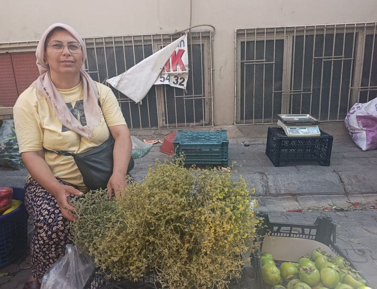Aydın’da tarhana otu sezonu başladı!