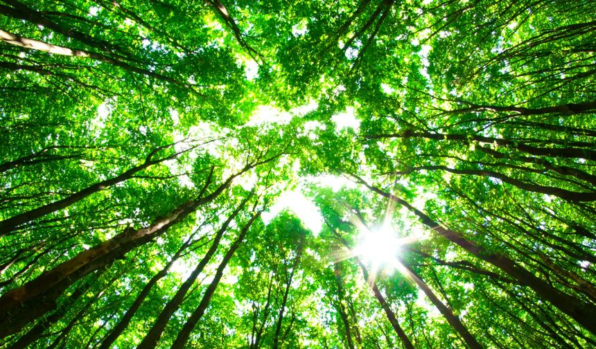 TEMA: "Sağlıklı yaşam için sağlıklı ormanlar, temiz su"