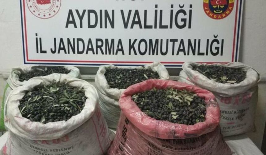 Aydın'da zeytin hırsızları yakalandı