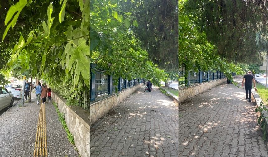 Aydın sokaklarında budanmayan ağaçlar kaldırımlara kadar uzanıyor