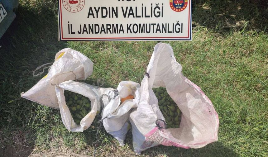 Aydın'da incir hırsızları suçüstü yakalandı