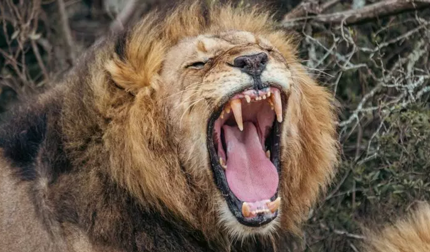 Aslan kaçtı, ülkeyi panik havası sardı!