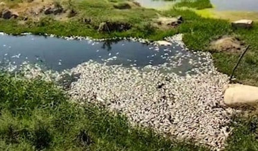 Aydın Valiliğinden balık ölümlerine yönelik açıklama