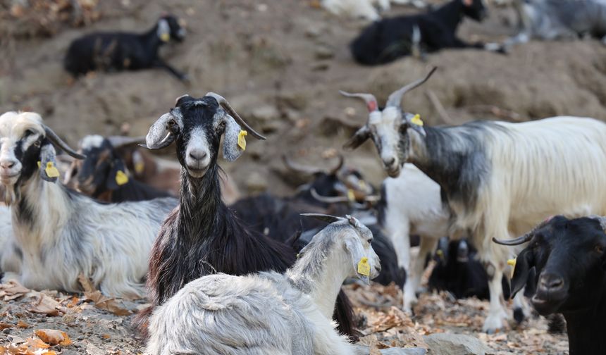 Dağlardaki kurtlar, keçi çobanlarının en büyük kabusu oldu