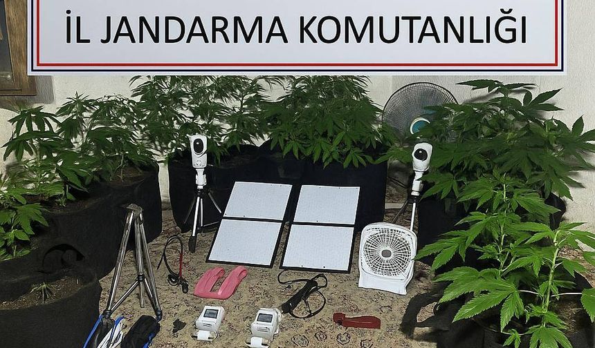 Bozdoğan’da metruk binada uyuşturucu serası ortaya çıkarıldı