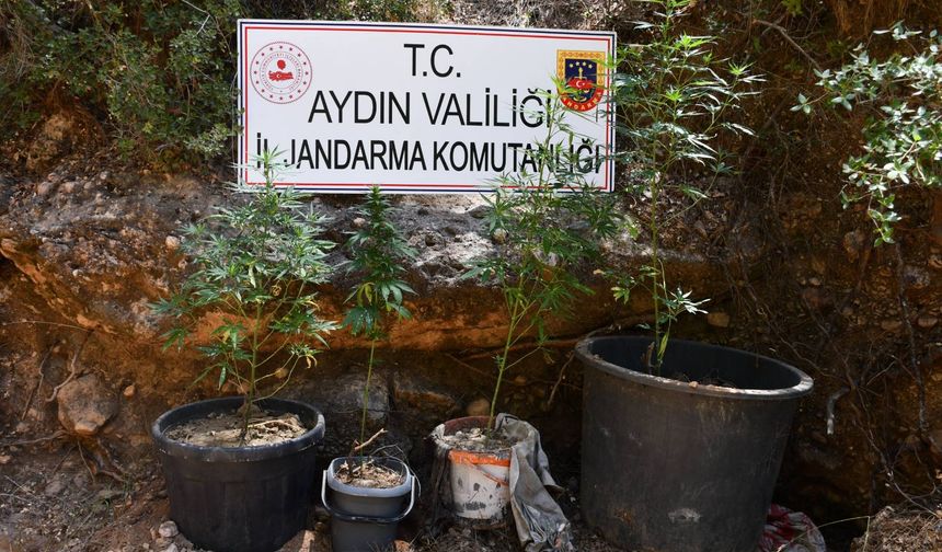 Bozdoğan'da kenevir operasyonu düzenledi