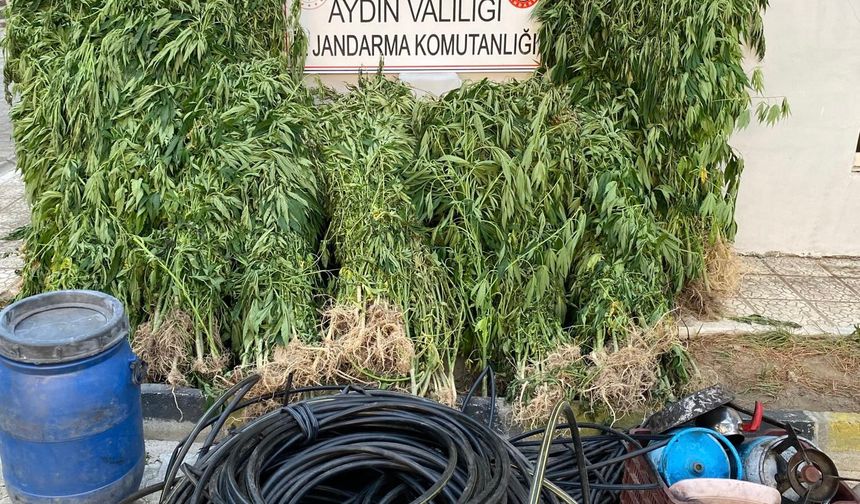Aydın jandarmasından narkotik operasyon: 17 Şüpheliye gözaltı!
