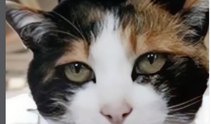 Japonya’da “Yontama” adlı kedi, ülkenin üçüncü kedi istasyon şefi oldu