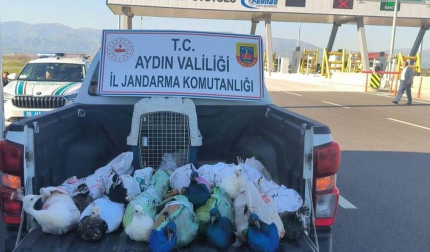 Nazilli'de kaçak tavus kuşu operasyonu!