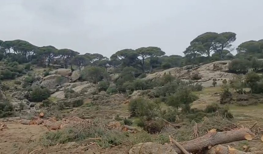 Maden şirketinden 'yanlışlıkla' doğa katliamı: Çine'de yüzlerce ağaç kesildi