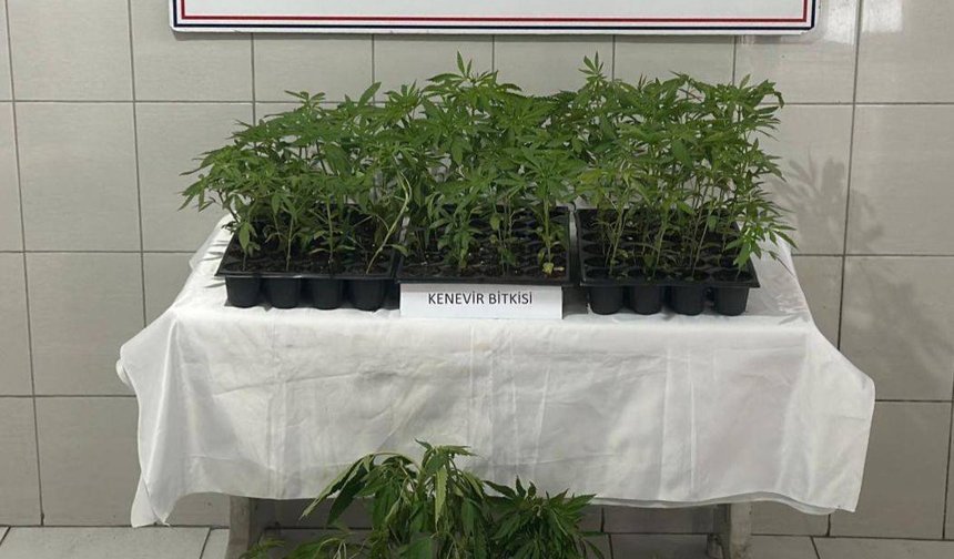 Bozdoğan’da 174 kök kenevir tespit edildi