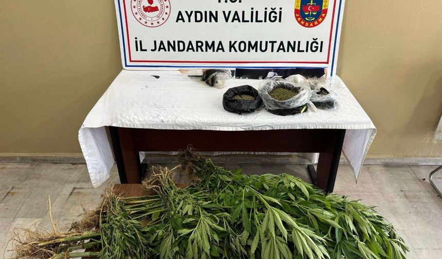 Efeler’de uyuşturucu ve yasa dışı kenevir operasyonu