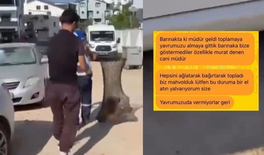 Didim Belediyesi ekiplerinin sahipli yavru köpekleri topladığı iddiası tepki çekti