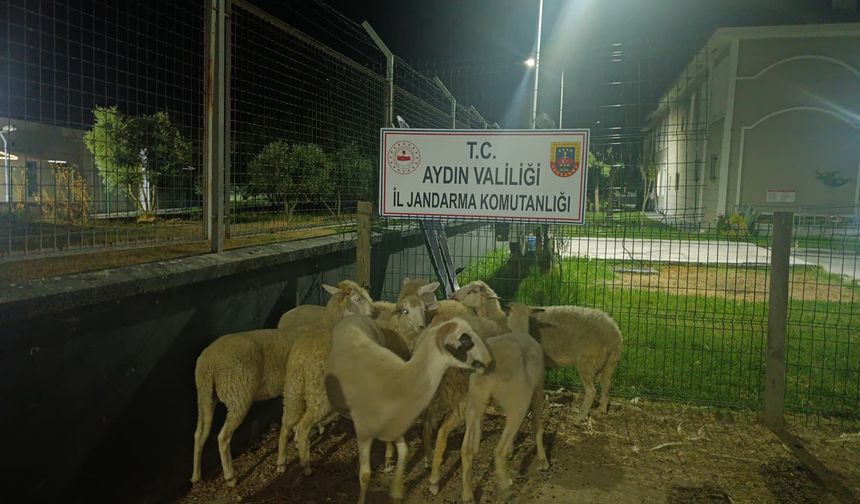 Koçarlı’da koyun hırsızlığı çözüldü: Jandarma 8 hayvanı sahibine ulaştırdı