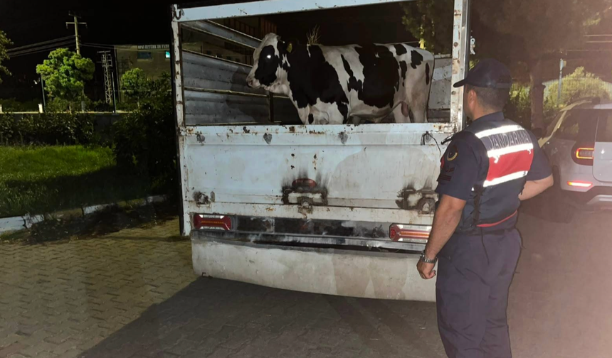 Çine'de 350 bin liralık büyükbaş dolandırıcılığı aydınlatıldı