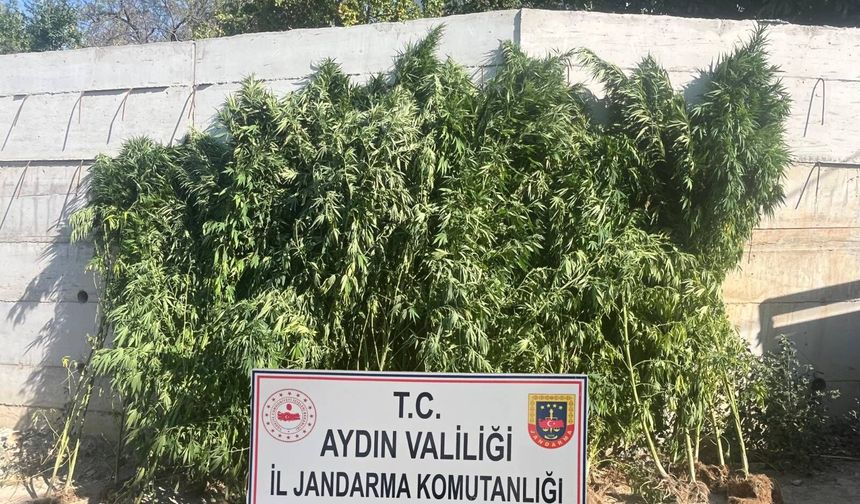 Efeler’de bir evde 250 kök kenevir ele geçirildi