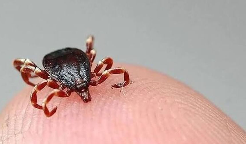 Kene kaynaklı yeni virüs keşfedildi