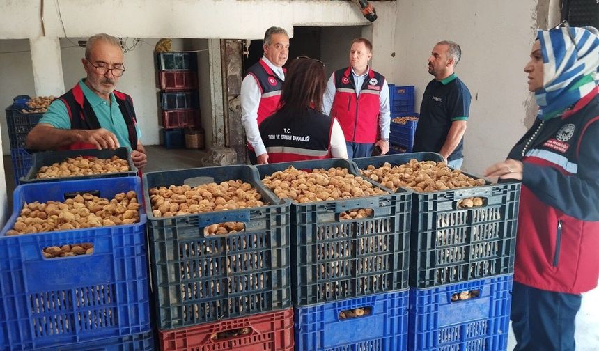 Aydın incirinin marka değeri ve kalitesi için sıkı denetim!